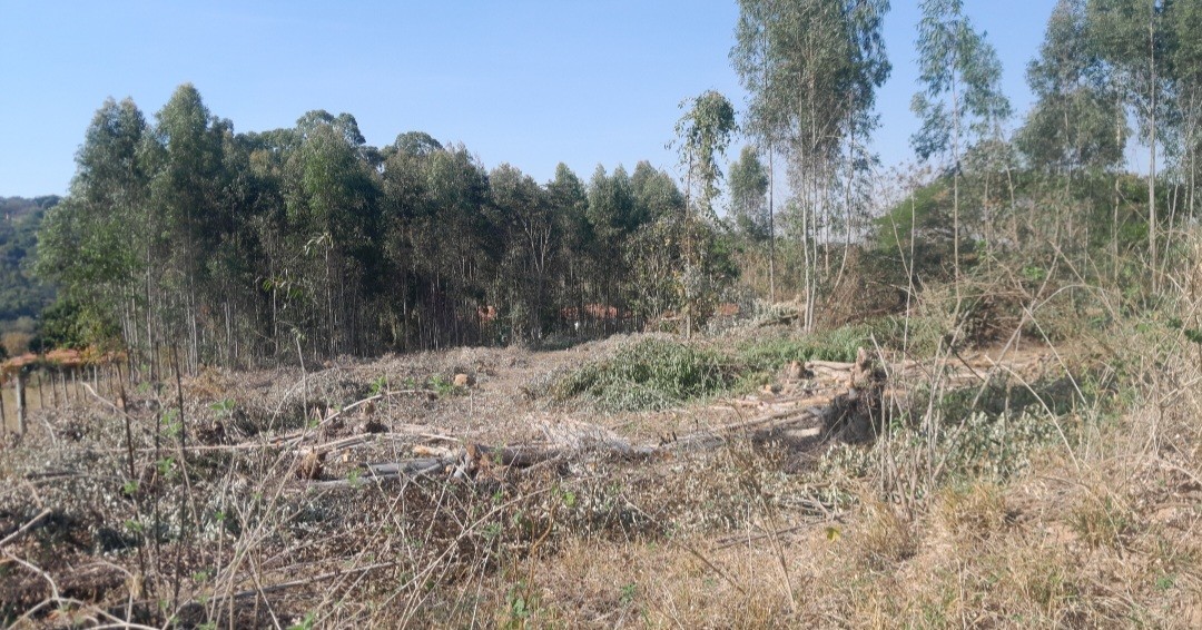 Chácara, 5000 m² - Foto 4