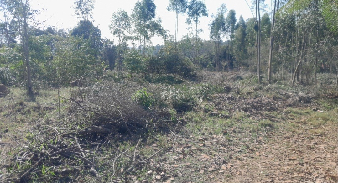 Chácara, 5000 m² - Foto 2