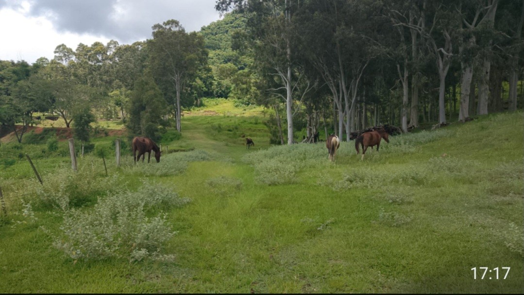 Fazenda, 73 hectares - Foto 8
