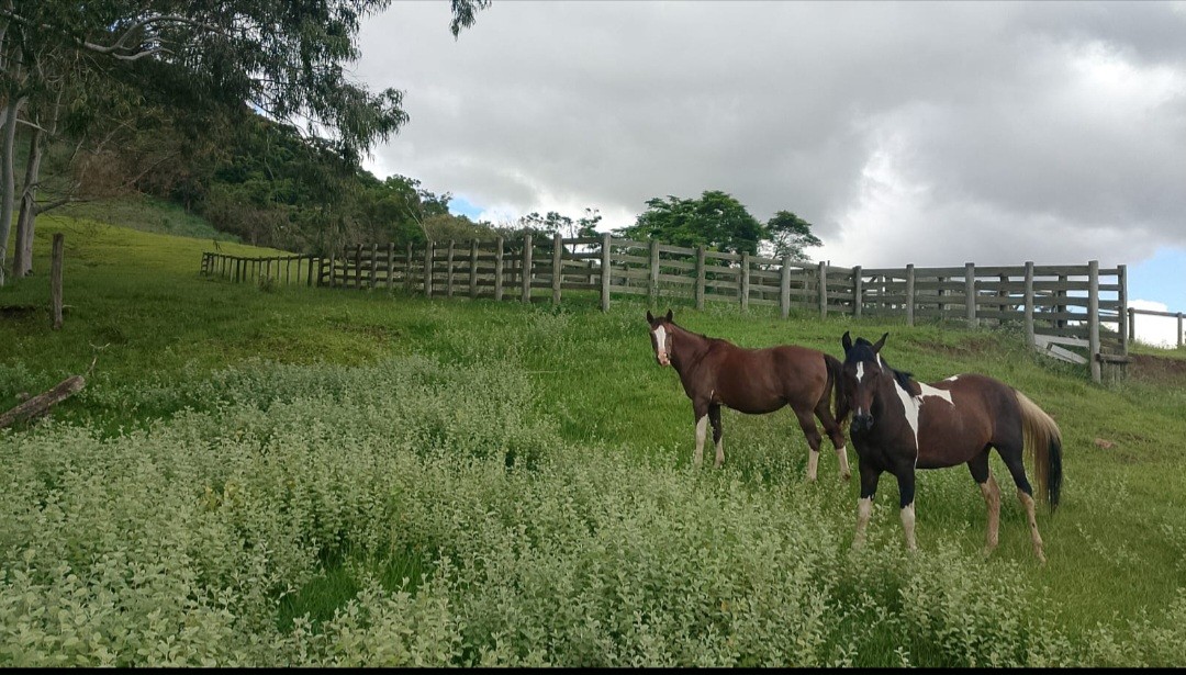 Fazenda, 73 hectares - Foto 11