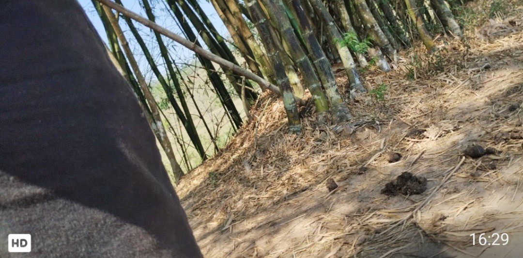 Fazenda, 32 hectares - Foto 12
