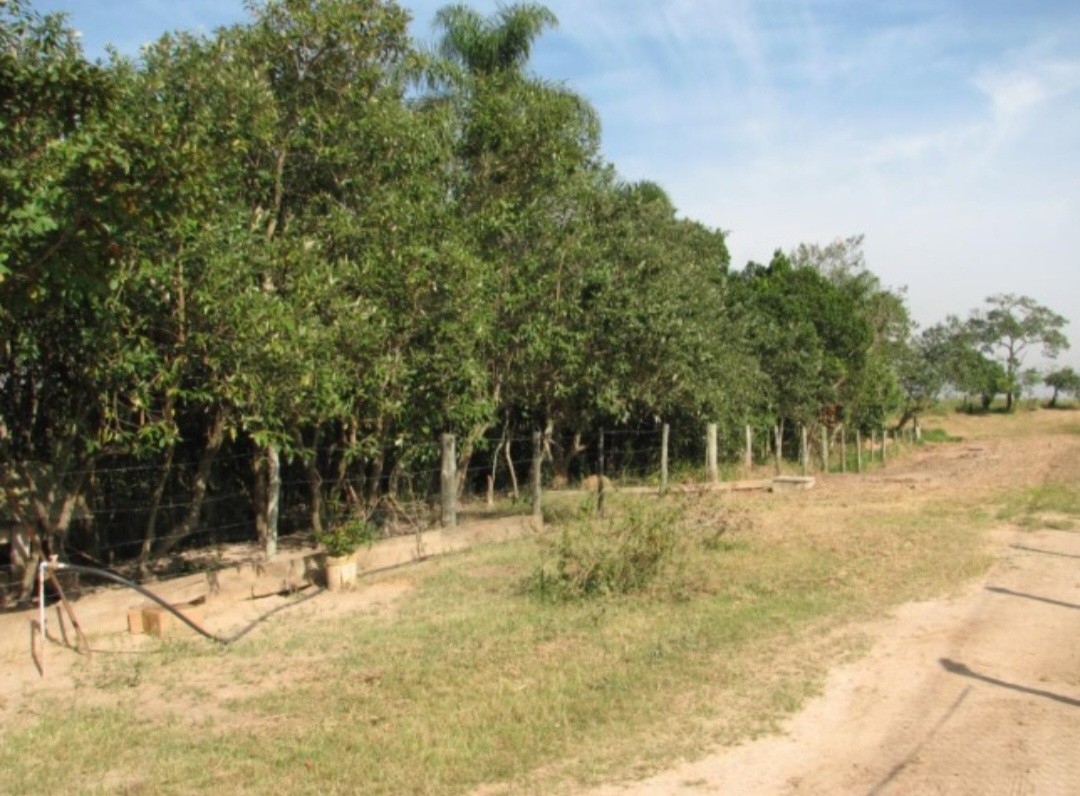 Fazenda, 12 hectares - Foto 10