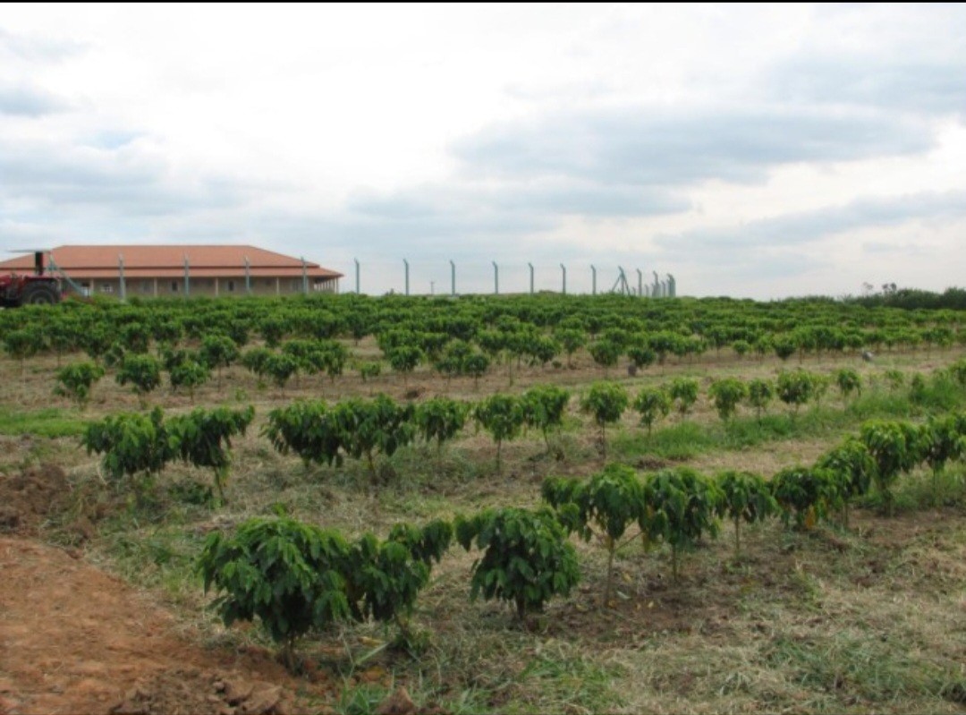 Fazenda, 12 hectares - Foto 13