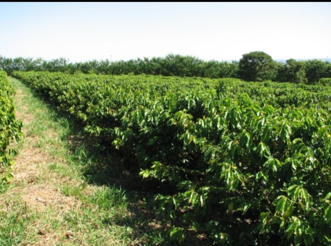 Fazenda, 12 hectares - Foto 15