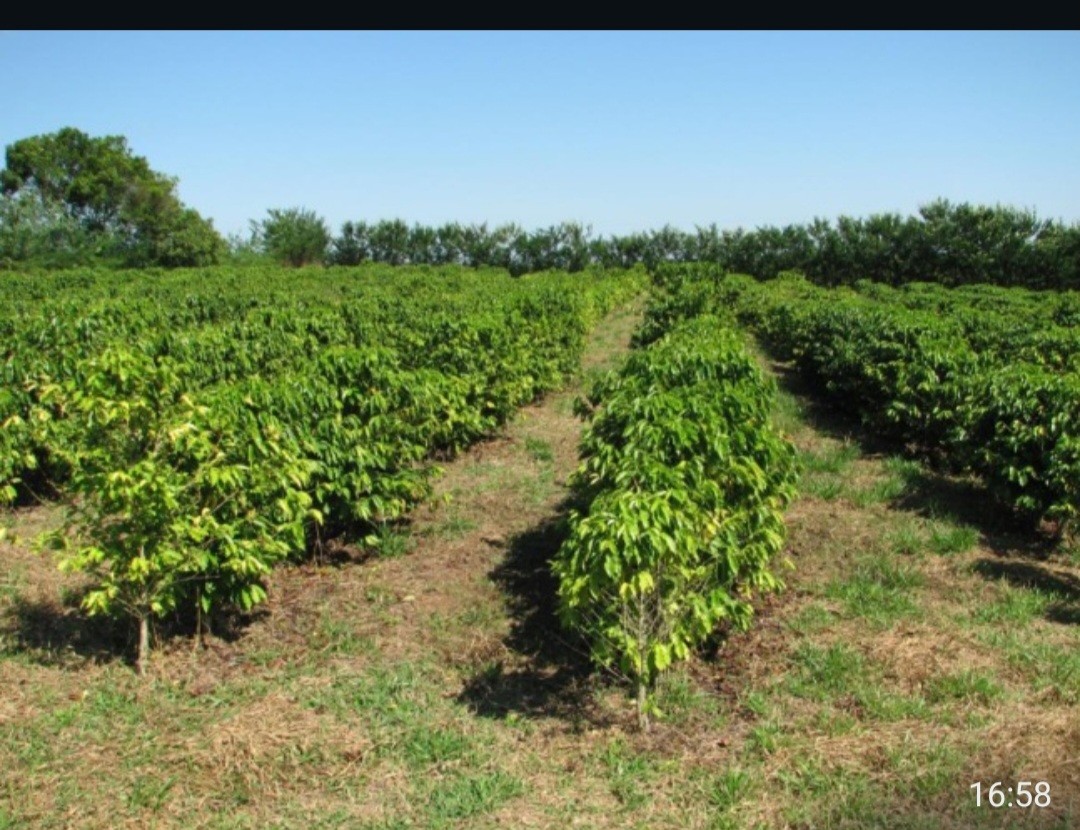 Fazenda, 12 hectares - Foto 14